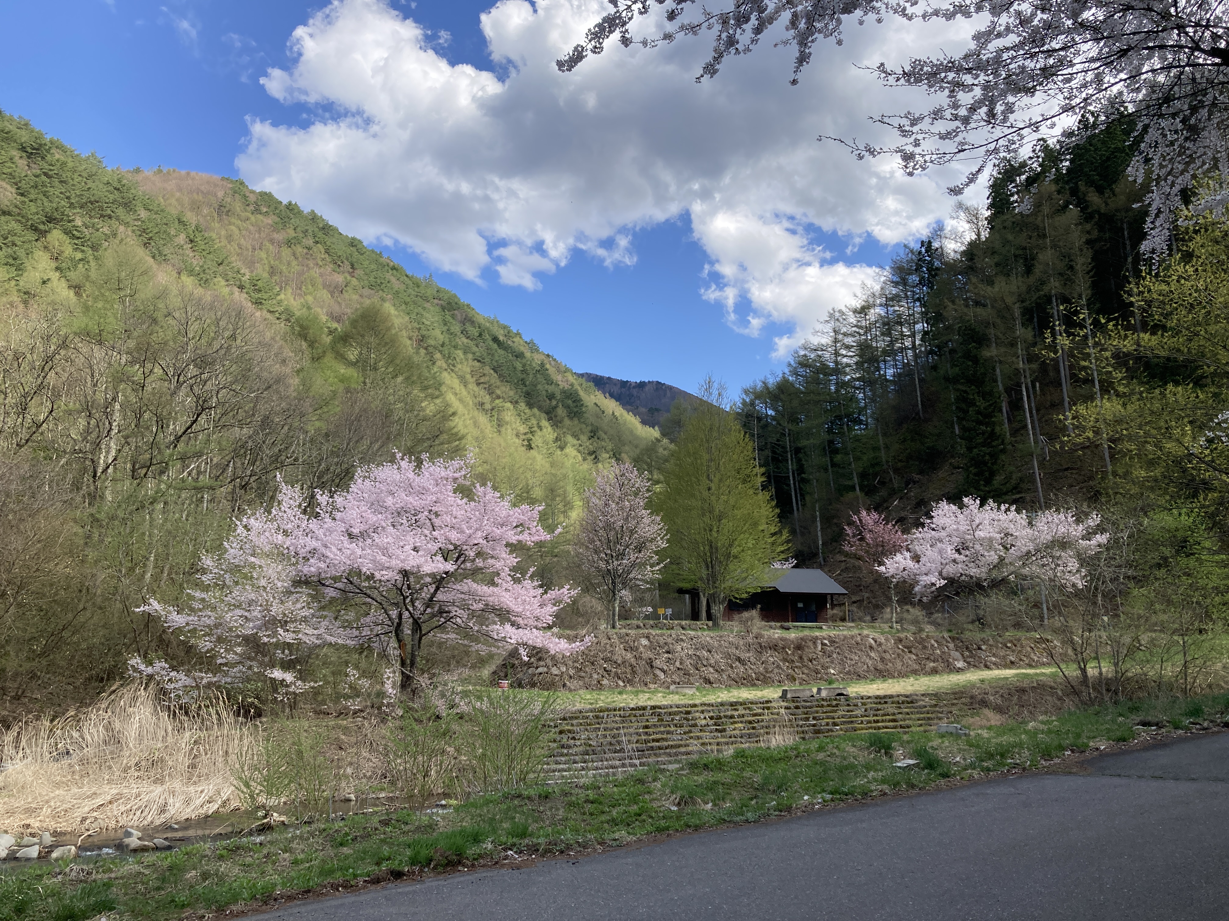 桜が見頃を迎えました